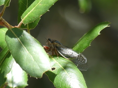 Platypedia middlekauffi