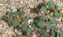 Euphorbia ocellata
