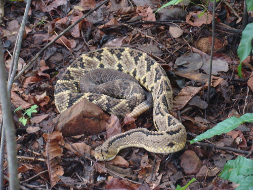 Northwestern Neotropical Rattlesnake