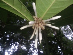 Faramea permagnifolia