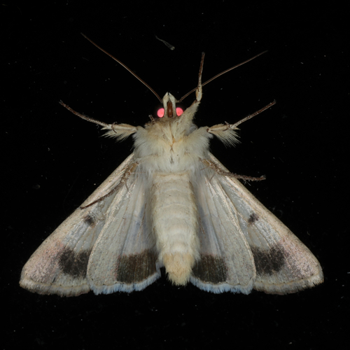 Native Budworm