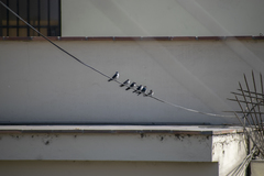 Pygochelidon cyanoleuca