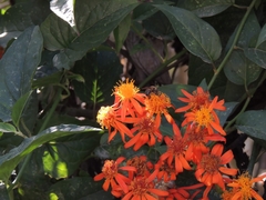 Pseudogynoxys haenkei