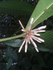 Faramea permagnifolia