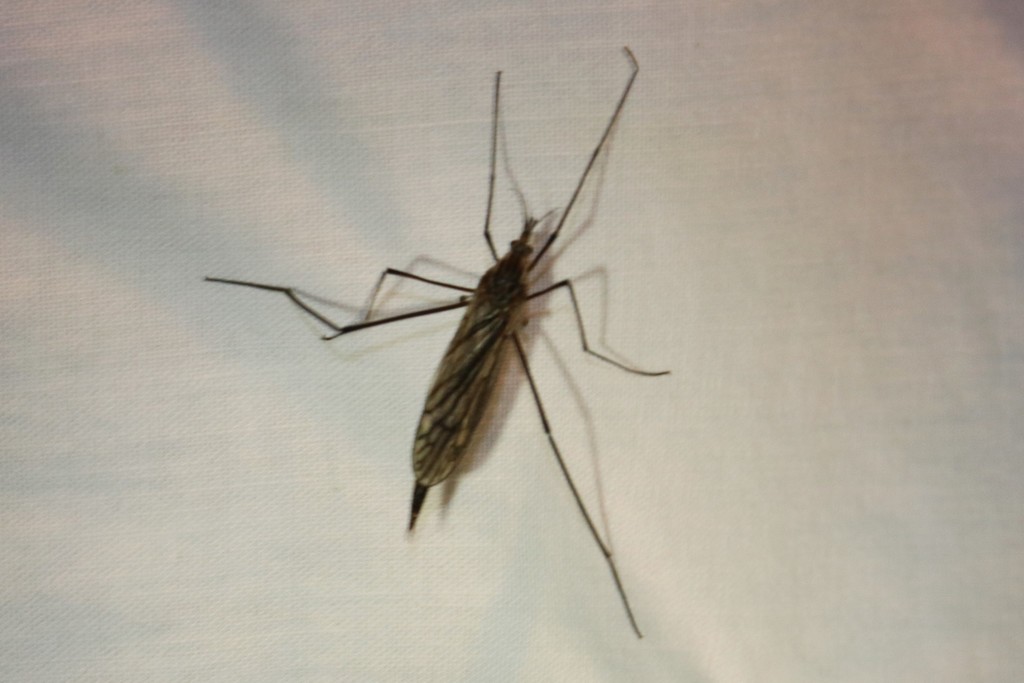 Hexatoma spinosa