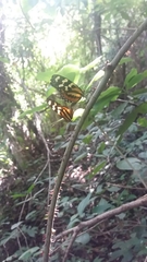 Mechanitis polymnia lycidice