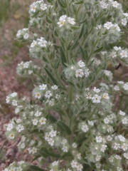 Oreocarya thyrsiflora