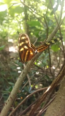 Mechanitis polymnia lycidice