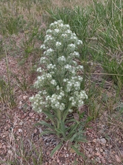 Oreocarya thyrsiflora