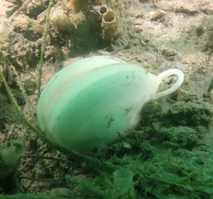 Rexithaerus secta