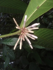 Faramea permagnifolia