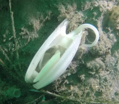 Rexithaerus secta