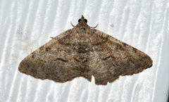 Digrammia gnophosaria