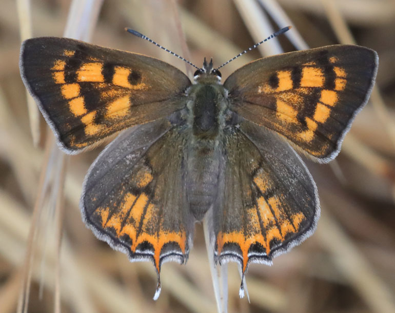 Tailed Copper