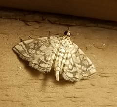 Lygropia rivulalis