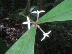 Faramea permagnifolia