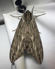 Sphinx canadensis