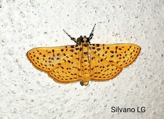 Polygrammodes eleuata