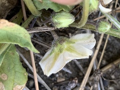 Leucophysalis nana