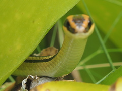 Lygophis lineatus