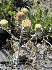 Chaenactis douglasii