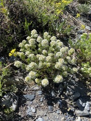 Leptosiphon nuttallii