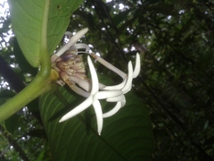 Faramea permagnifolia