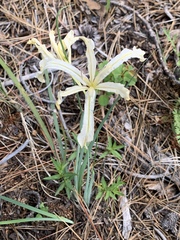 Iris tenuissima