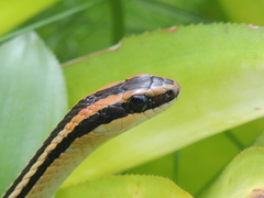Lygophis lineatus