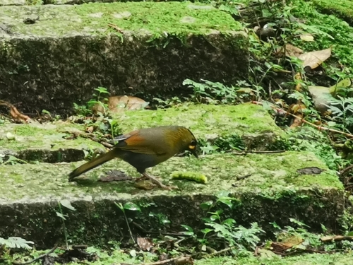 Taiwan Liocichla (Liocichla steerii), photo 3