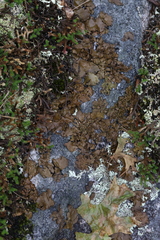 Lasallia pensylvanica