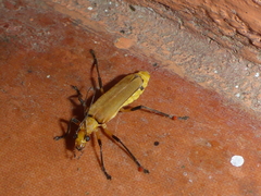 Chauliognathus cinguliventris