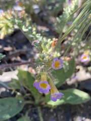 Phacelia fremontii