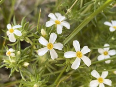 Leptosiphon nuttallii