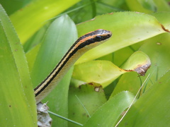 Lygophis lineatus