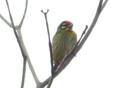 Psilopogon haemacephalus