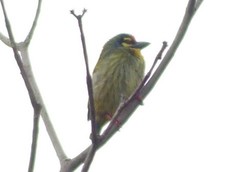 Psilopogon haemacephalus