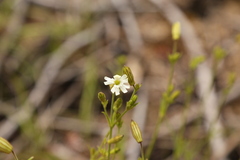 Silene parryi