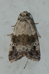 Maliattha signifera