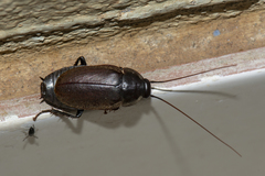 Diploptera punctata