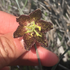 Fritillaria atropurpurea