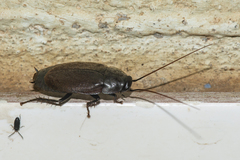 Diploptera punctata
