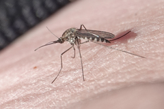 Ochlerotatus