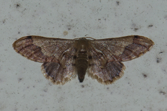 Idaea violacea