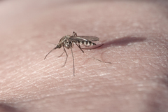 Ochlerotatus