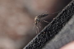 Ochlerotatus