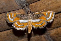 Agassiziella albidivisa