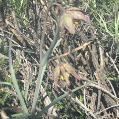Fritillaria atropurpurea