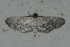 Epaena
