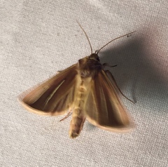 Plusia venusta